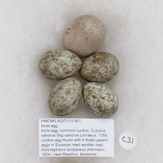 Birds egg, common cuckoo, Cuculus canorus Ssp canorus Linnaeus, 1758, cuckoo egg found with 4 foster parent eggs in Eurasian reed warbler nest, Acrocephalus scirpaceus (Hermann, 1804), near Reading, Berkshire, England, 1964