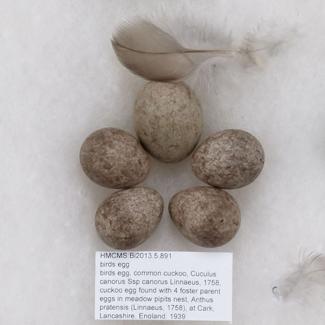 Birds egg, common cuckoo, Cuculus canorus Ssp canorus Linnaeus, 1758, cuckoo egg found with 4 foster parent eggs in meadow pipits nest, Anthus pratensis (Linnaeus, 1758), at Cark, Lancashire, England, 1939