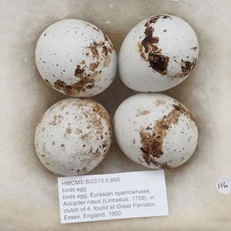 Birds egg, Eurasian sparrowhawk, Accipiter nisus (Linnaeus, 1758), in clutch of 4, found at Great Parndon, Essex, England, 1950