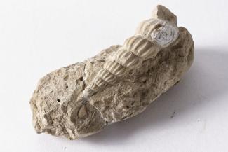 Fossil, gastropod, Cerithium turriculatum, found Atherfield, Isle of Wight, from Cracker Rock, Lower Greensand, Cretaceous