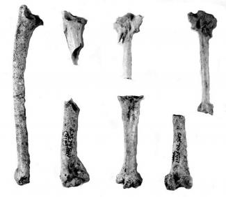 Bones of a gyrfalcon, probably imported from Scandinavia or Iceland, found in a pit F405 on Sussex Street, close to the site of the King's Hawk Mews