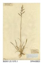 Herbarium sheet, Borrer's saltmarsh-grass, ?Puccinellia fasciculata, found near the hotel at Freshwater Gate, Freshwater, Isle of Wight, 1841