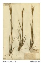 Herbarium sheet, small cord-grass, Spartina maritima, found in the saltmarsh at Newtown, Medina, Isle of Wight