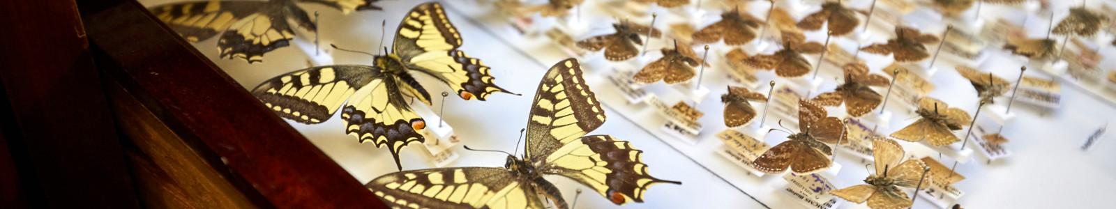 Natural Sciences Butterfly Banner