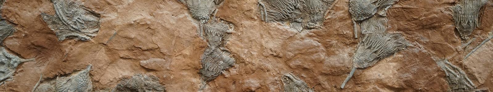 Fossil, sponge, Raphidonema faringdonense, found Faringdon, Berkshire